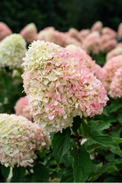 Гортензия метельчатая ’Ливинг Саммер Лав’ (бело-розовая)|Hydrangea paniculata ‘Living Summer Love’|Гортензія волотиста ’Лівінг Саммер Лав’ (біло-рожева)
